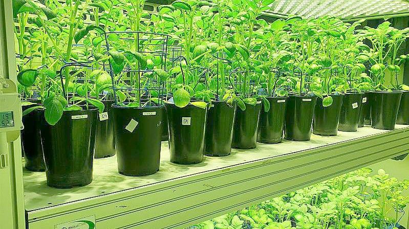 Kartoffelpflanzen werden in einem automatisierten High-Tech-Gewächshaus in Tschechien unter kontrollierten Wachstumsbedingen angebaut. Foto: Klára Panzarová/PSI/dpa