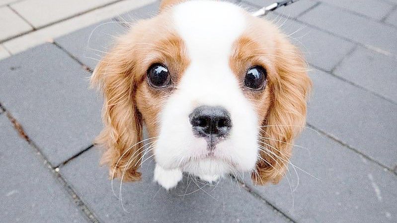 Cavalier King Charles Spaniel - immer extremere Schönheitsideale haben in der Zucht zu massiven gesundheitlichen Problemen geführt. Foto: Julian Stratenschulte/dpa