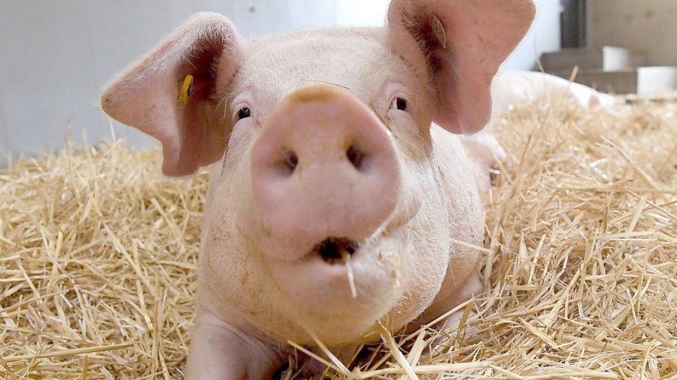 Ein Schwein auf Stroh: Bessere Tierhaltung wie diese kostet entsprechend mehr. Unionspolitiker könnten sich vorstellen, dass der Handel einen Tierwohlbeitrag zahlt. Foto: Marijan Murat/dpa