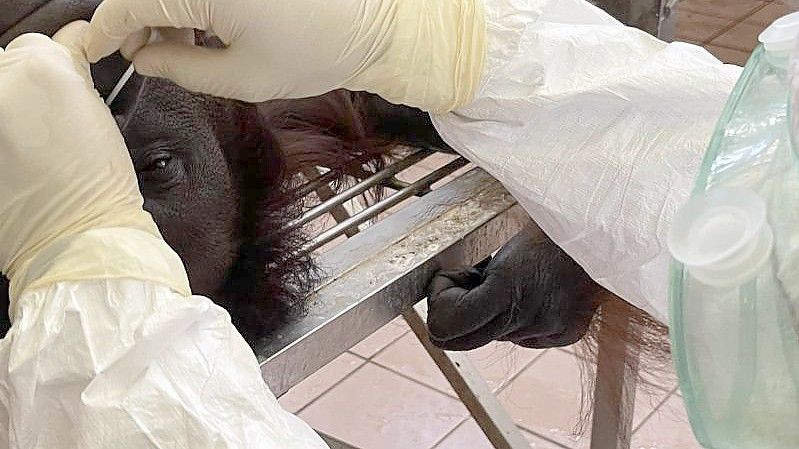 Ein Mitarbeiter entnimmt eine Nasenabstrichprobe von einem Orang-Utan für einen Coronatest. Foto: Sabah Wildlife Department/dpa