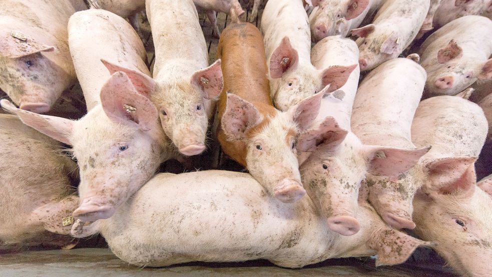 Der Preis, den Bauern fürs Schwein bekommen, ist existenzbedrohend niedrig. Am Mittwoch tagt ein Krisengipfel auf Einladung der Bundesregierung.