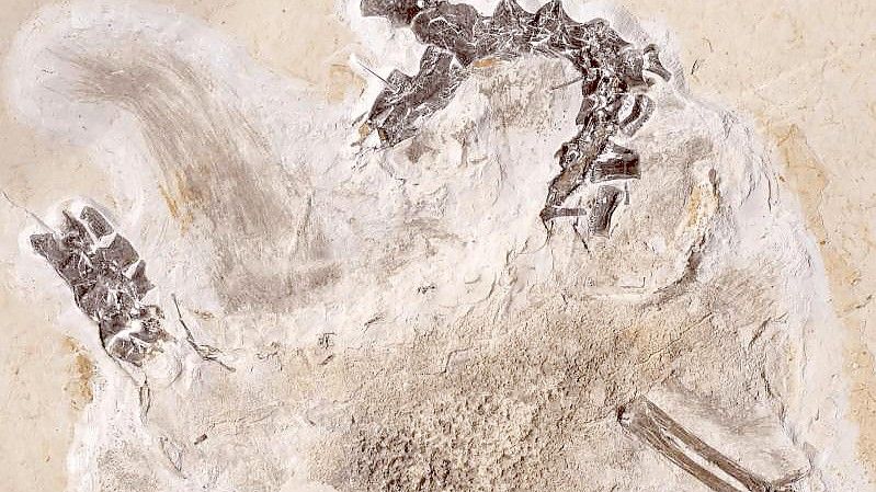 Seit Jahrzehnten befindet sich das Fossil des Sauriers Ubirajara im Naturkundemuseum in Karlsruhe, jetzt soll es nach Brasilien zurück. Foto: Staatliches Museum für Naturkunde Karlsruhe/dpa