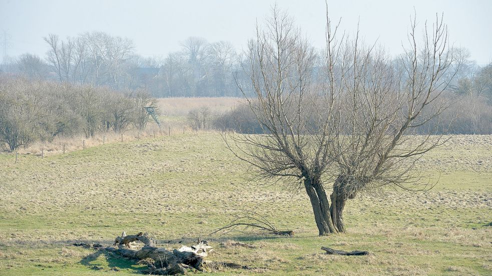 Auf Flächen neben dem Sieltief in Coldemüntje soll auf den Resten einer ehemaligen Emsschleife ein Biotop entstehen. Foto: Ortgies/Archiv