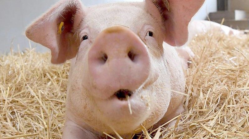 Rund 260.000 Tonnen Schweinefleisch sollen in Deutschland aktuell auf Lager sein. Foto: Marijan Murat/dpa