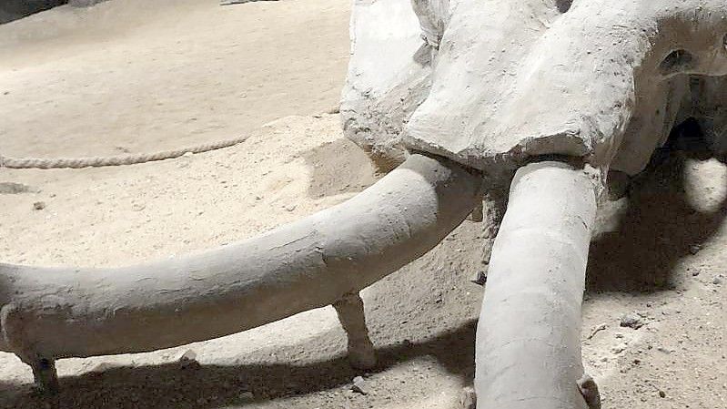 Überreste eines rund eine Million Jahre alten versteinerten Mammutskeletts im Viminacium-Museum. Wissenschaftler wollen das Wollhaarmammut wiederbeleben. Foto: Boris Babic/dpa