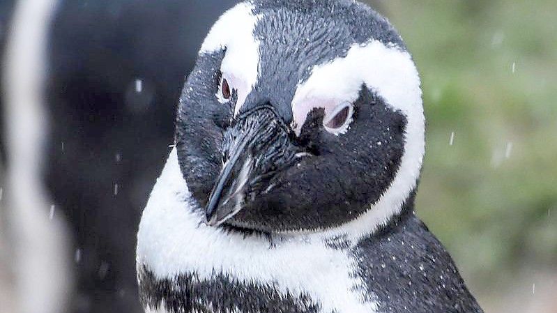In der südafrikanischen Touristenmetropole Kapstadt sind 64 Pinguine wohl von einem Bienenschwarm getötet worden. Foto: Kira Hofmann/dpa-Zentralbild/dpa