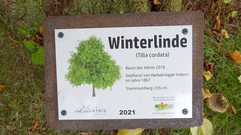 Eine Infotafel, die jetzt in Harkebrügge aufgestellt wurde, weist auf eine besonders charakteristische Winterlinde hin. Foto: Passmann