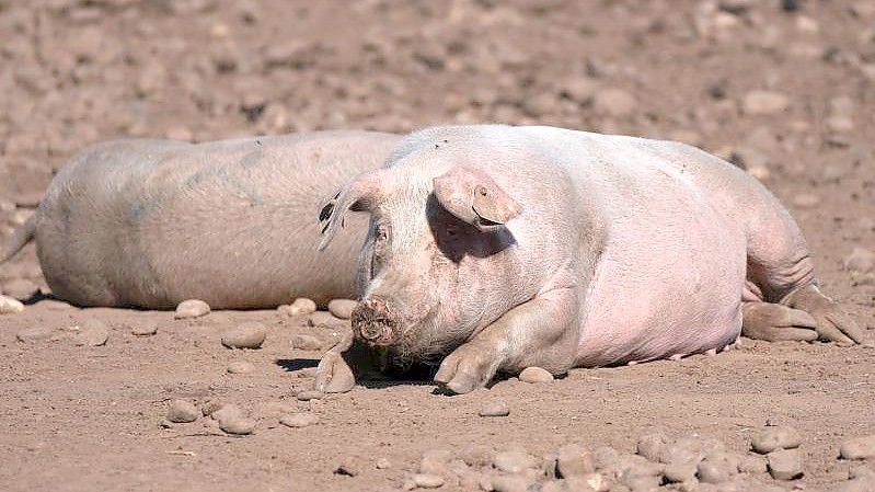 Schweine auf einem Bauernhof in Staffordshire. Wegen einer CO2-Krise in Großbritannien drohen nach Ansicht der Lebensmittelindustrie bald akute Versorgungsprobleme in Supermärkten und Gastronomie. Foto: Joe Giddens/PA Wire/dpa