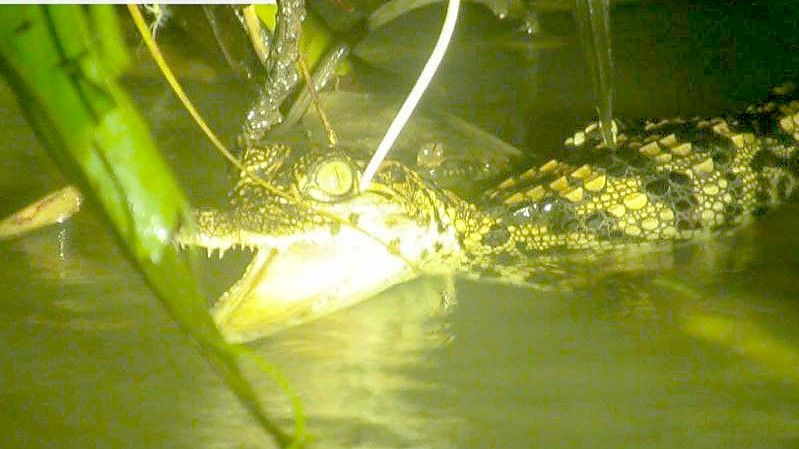 Ein Jungtier des Siam-Krokodils. In der Wildnis Kambodschas haben Forscher acht Jungtiere des vom Aussterben bedrohten Crocodylus siamensis entdeckt. Foto: Ien Khve/MoE/WWF Cambodia/dpa
