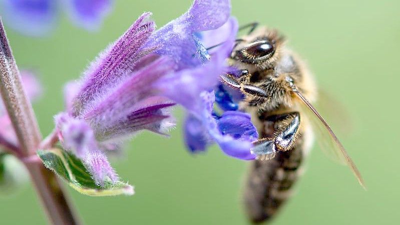 Eine Biene sucht auf der Blüte von einer Katzenminze nach Pollen. Foto: Sven Hoppe/dpa