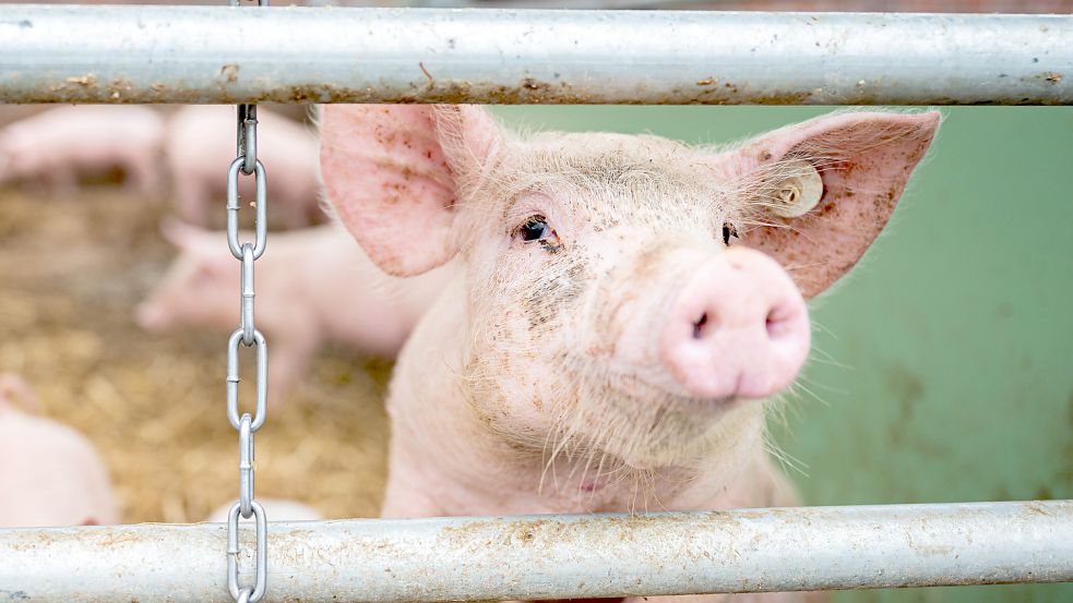 Ein Schwein unter freiem Himmel: Geht es nach Aldi soll eine solche Haltung künftig nicht mehr die absolute Ausnahme sein. Der Discounter will das Tierwohl erhöhen. Foto: Mohssen Assanimoghaddam/dpa