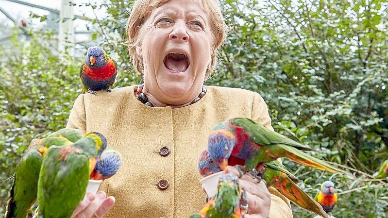 Angela Merkel füttert australische Loris im Vogelpark Marlow und wird dabei gezwickt. Foto: Georg Wendt/dpa
