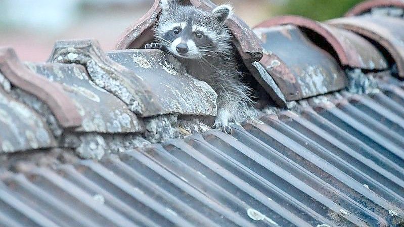 Waschbären können gut klettern. Foto: Britta Pedersen/dpa-Zentralbild/dpa