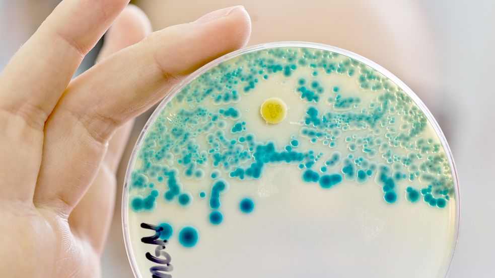 Multiresistente Keime sind gefährlich. Foto: Karmann/DPA