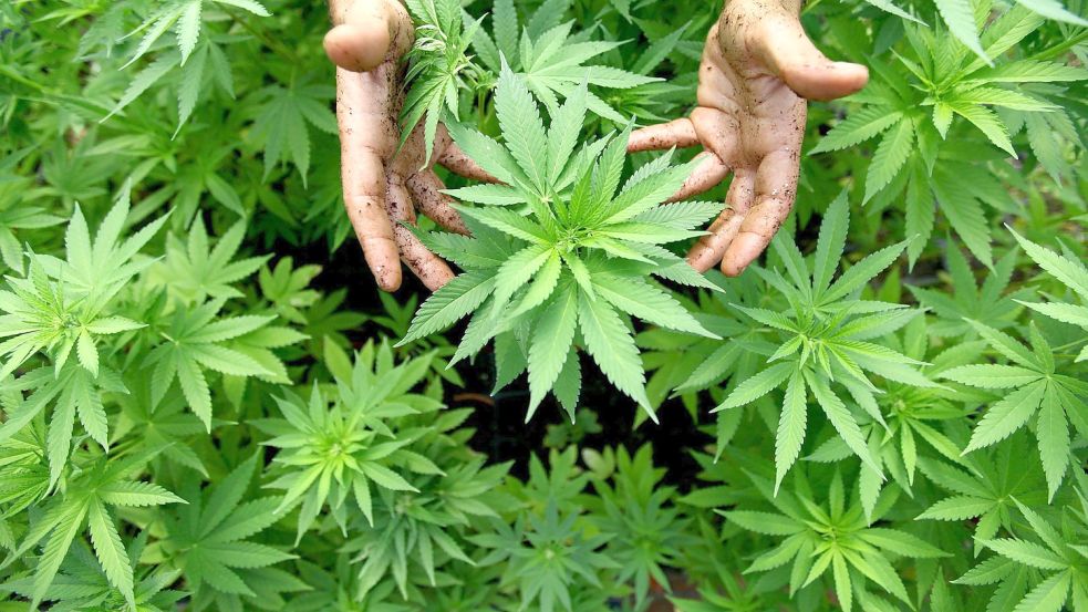 Kommt mit einer Ampel-Koalition die Legalisierung von Cannabis? Foto: Sultan/dpa