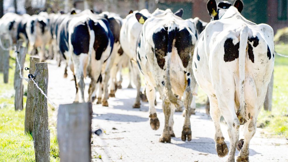Viele Landwirte kehren ihren Höfen den Rücken. In Ostfriesland sind vom Höfesterben vor allem Milchviehbetriebe betroffen. Foto: Dittrich/dpa