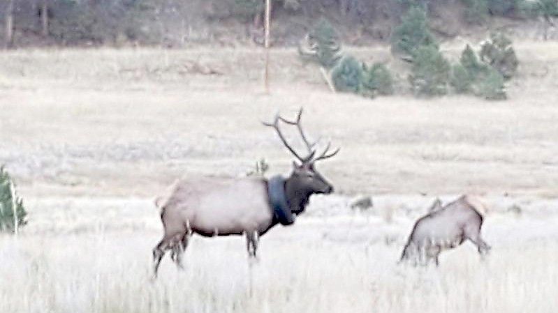 Der Wapiti-Hirsch, der nach zwei Jahren von einem Autoreifen um den Hals befreit werden konnte. Foto: Uncredited/Colorado Parks and Wildlife via AP/dpa