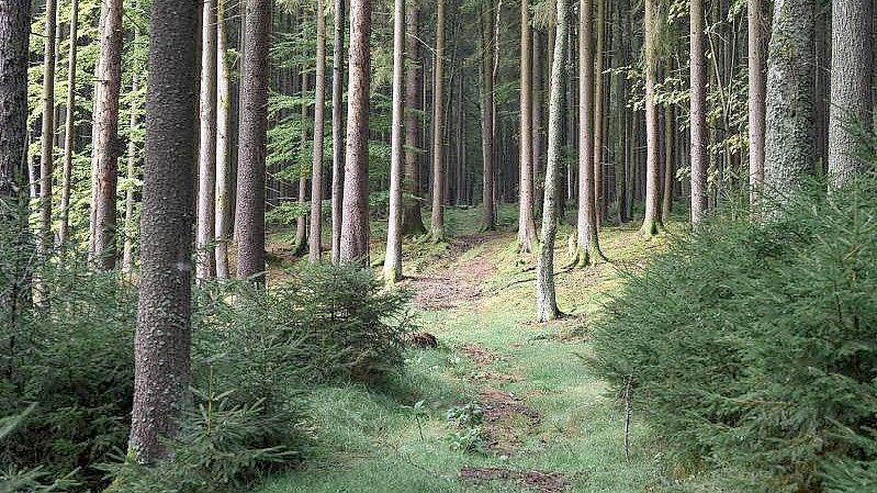 Ein achtjähriges Mädchen aus Berlin hat sich im Wald an der deutsch-tschechischen Grenze verirrt. Foto: Daniel Vogl/dpa