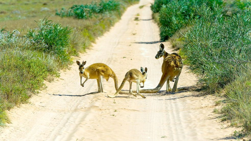 In Australien sind 14 Kängurus getötet worden. Die Tierschutzorganisation WIRES verurteilte die Tat. (Symbolbild) Foto: imago images/blickwinkel/B. Leitner