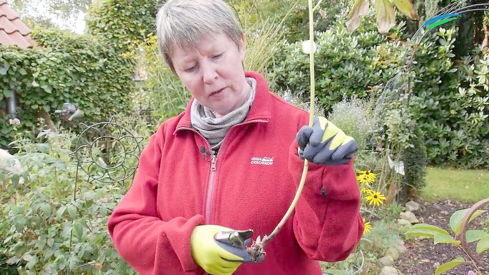 Karin Brenke-Lehmann aus Wiesmoor schneidet im Herbst nur eine bestimmte Pflanze zurück. Foto: ostfriesen.tv