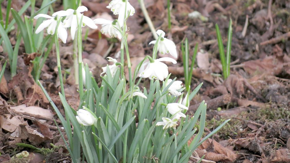 Im Latüt-Garten wachsen unter anderem diese weißen Schneeglöckchen. Foto: Berends-Lüürßen