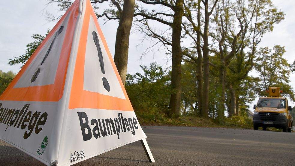 Ein Warndreieck weist auf Baumpflegearbeiten hin. In diesem Fall werden allerdings vier Eichen, die auf einer Wallhecke stehen, gefällt. Foto: Ammermann