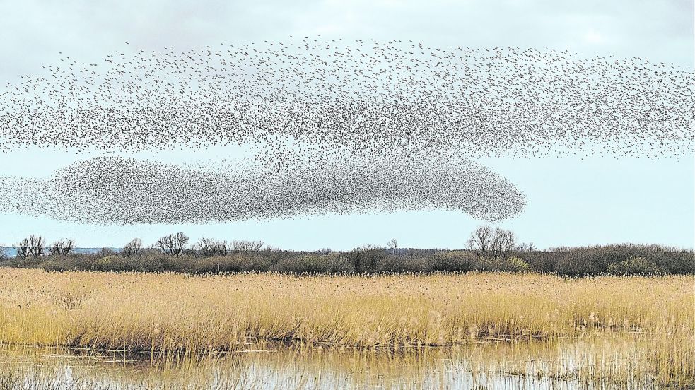Eindrucksvolle Bilder gibt es beim Vogelflug zu sehen. Foto: Willi Rolfes, Nabu