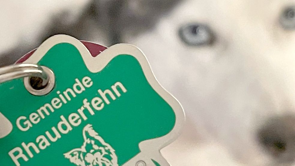 Wichtiges „Schmuckstück“ für den Hund: die Steuermarke. Wird kontrolliert, ob die Vierbeiner angemeldet sind, gibt es oft Grund zur Beanstandung. Foto: Janßen