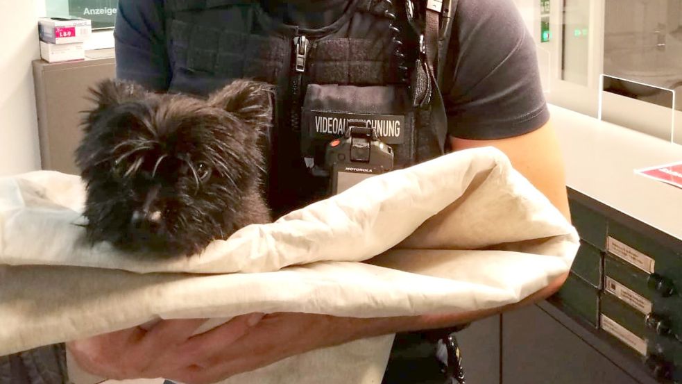 Bundespolizisten haben am Mittwochabend in Bremen einen unbeaufsichtigten Yorkshire-Terrier gefunden und in eine Tierklinik gebracht. Am nächsten Morgen meldete sich die Halterin. Foto: Bundespolizei