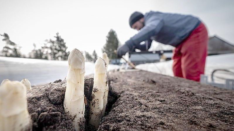 Erntehelfer beim Spargelstechen. Symbolbild. Foto: Peter Steffen/dpa