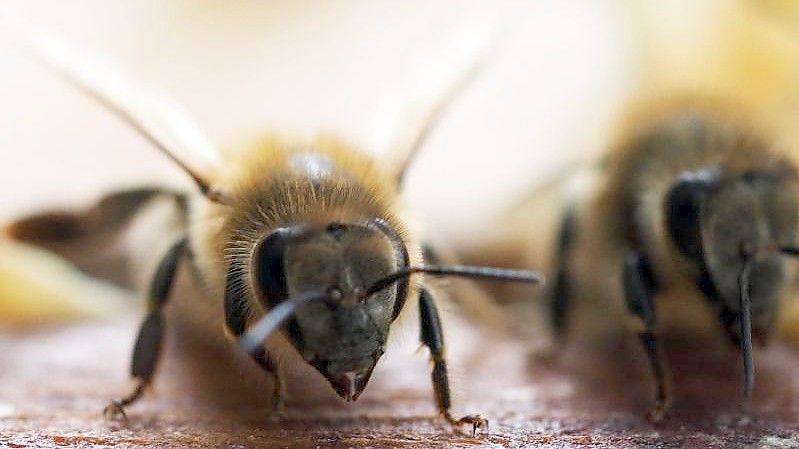 Um den Genpool der eigenen Bienenvölker zu stärken, importiert Australien Bienenköniginnen aus Europa. Foto: Soeren Stache/dpa-Zenbtralbild/dpa