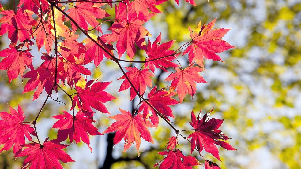 Das Farbenspiel des Ahorns im Herbst verzaubert viele Gartenfreunde. Foto: HeungSoon/Pixabay