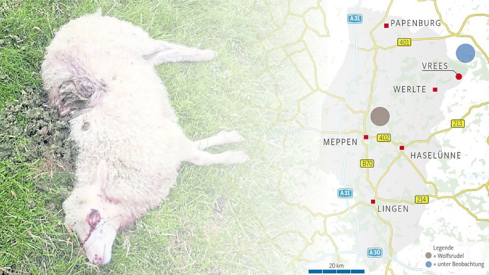 Die Zahl der Wölfe und der Nutztierrisse nimmt zu. Grafik: Wittwer