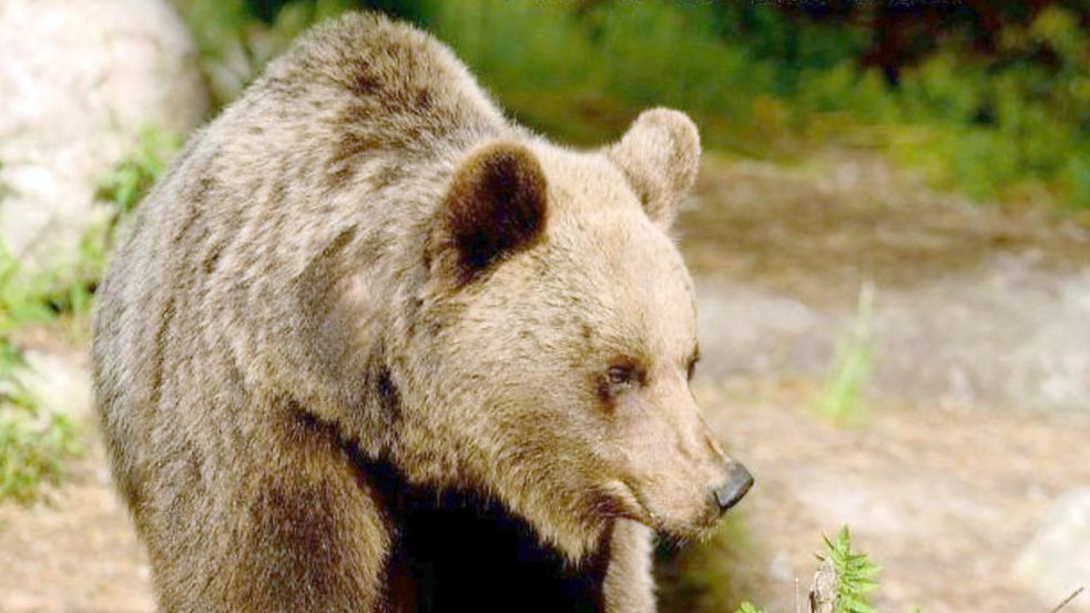 In Italien hat ein Braunbär ein Ehepaar überrascht. (Symbolbild) Foto: dpa/Forstbehörde der Autonomen Provinz Trient/Campolongo Annalisa