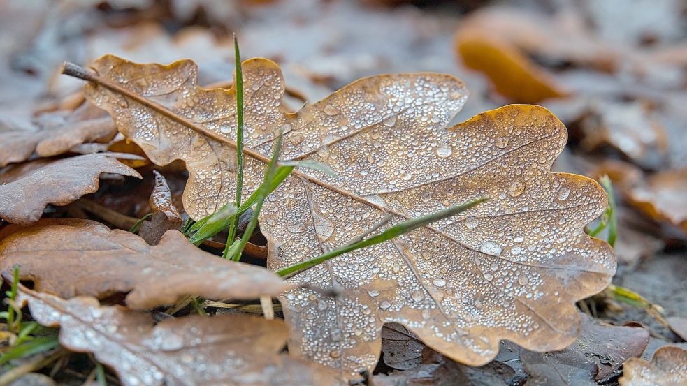 Durch Laub auf dem Gehweg kann ein Schmierfilm entstehen. Foto: Pixabay