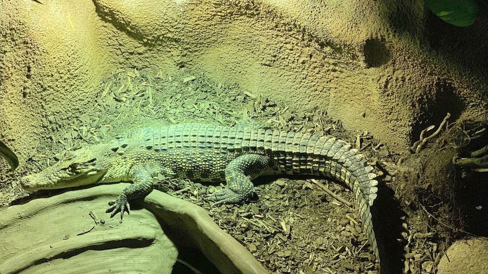 Ein junges männliches Leistenkrokodil hat Florian Häselbarth jetzt aus dem dänischen Krokodille-Zoo in seinem Seelter Reptilienhuus in Ramsloh aufgenommen. Das Tier gehört zur größten Reptilienart, die auf der Erde beheimatet ist. Fotos: privat