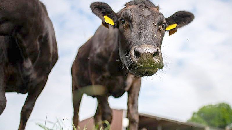 Zwei junge Wagyu Ochsen auf dem landwitschaftlichen Betrieb Holtmann auf einer Weide. Foto: Guido Kirchner/dpa