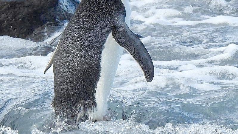 Ein bereitgestelltes Bild zeigt einen Adeliepinguin auf den Felsen der Magnet Bay auf der Halbinsel Banks außerhalb von Christchurch. Foto: Allanah Purdie/AAP/dpa