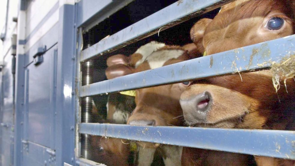 Kälber auf einem Transporter - hier in Brandenburg. Manche Tiere werden bis nach Afrika oder Asien exportiert. Foto: Ulrich Perrey/dpa