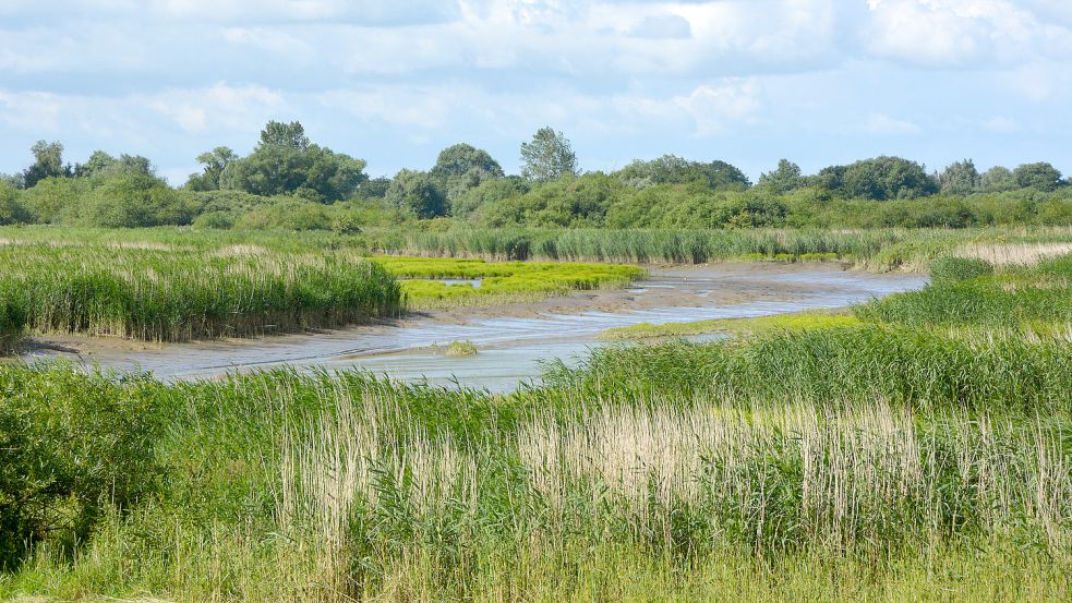 Der Ems-Altarm Vellage zeigt bereits heute, was man sich für Coldemüntje erhofft: ein tidebeeinflusster Lebensraum mit Wattflächen und Schilfröhrichte sowie Tide-Weiden-Auengehölzen Foto: NLWKN.