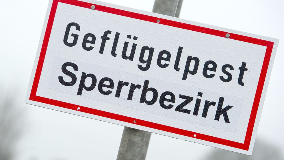 In Friesoythe ist die Geflügelpest wieder ausgebrochen. Symbolfoto: Sauer/dpa-Zentralbild/dpa