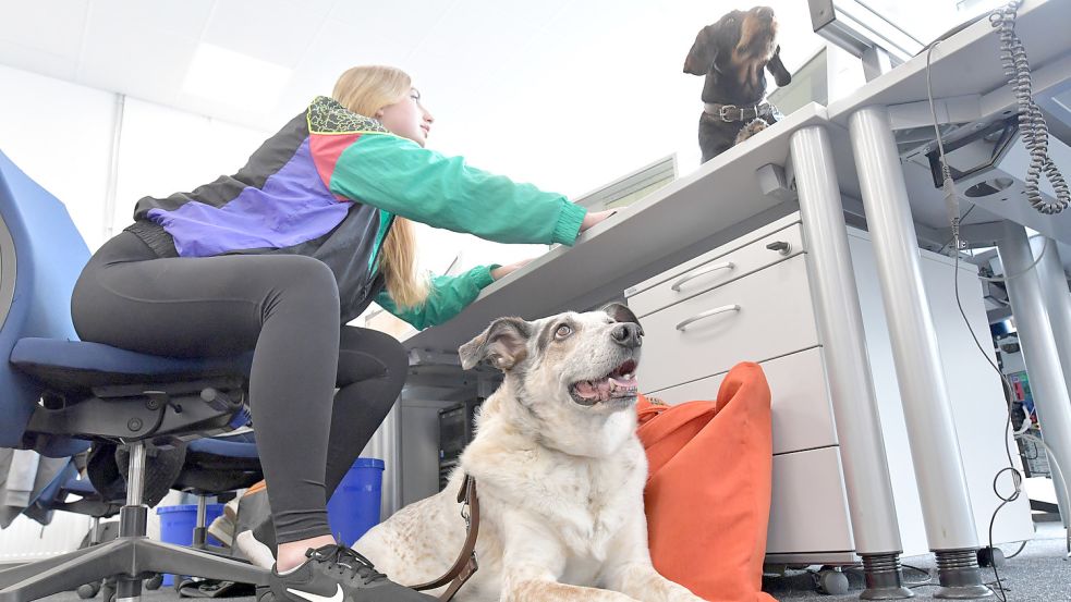 Ablenkung oder Erleichterung? Das Thema Bürohund wird kontrovers diskutiert. Foto: Ortgies