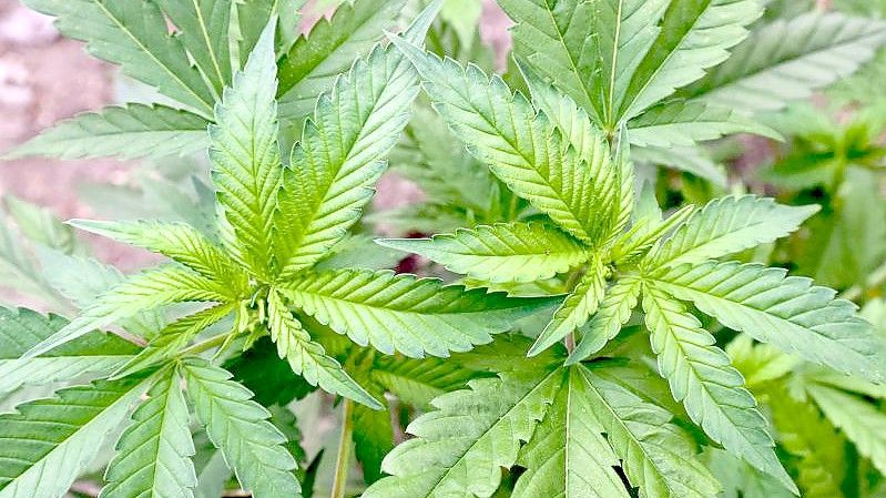 Eine illegale Hanf-Plantage auf einem privaten Gelände. Foto: Patrick Pleul/dpa