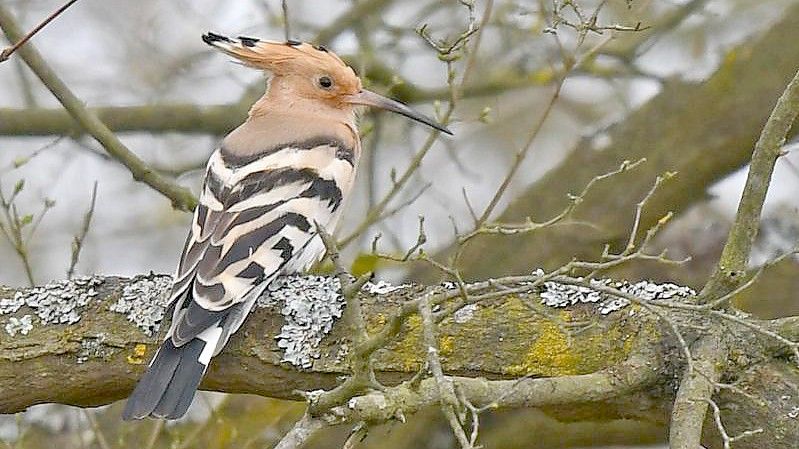 Selten geworden in Deutschland: der Wiedehopf. Foto: Peter Zschunke/dpa-Zentralbild/dpa