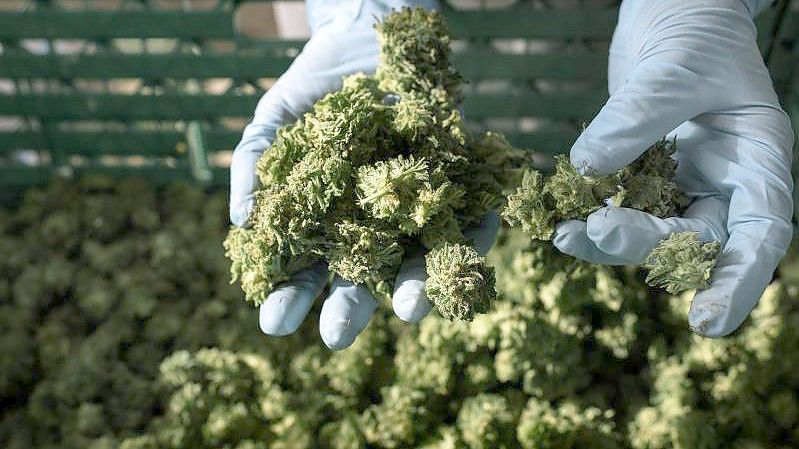 Die Medropharm GmbH baut in schweizerischen Kradolf-Schönenberg Cannabis zum medizinischen Gebrauch an. Foto: Christian Beutler/KEYSTONE/dpa