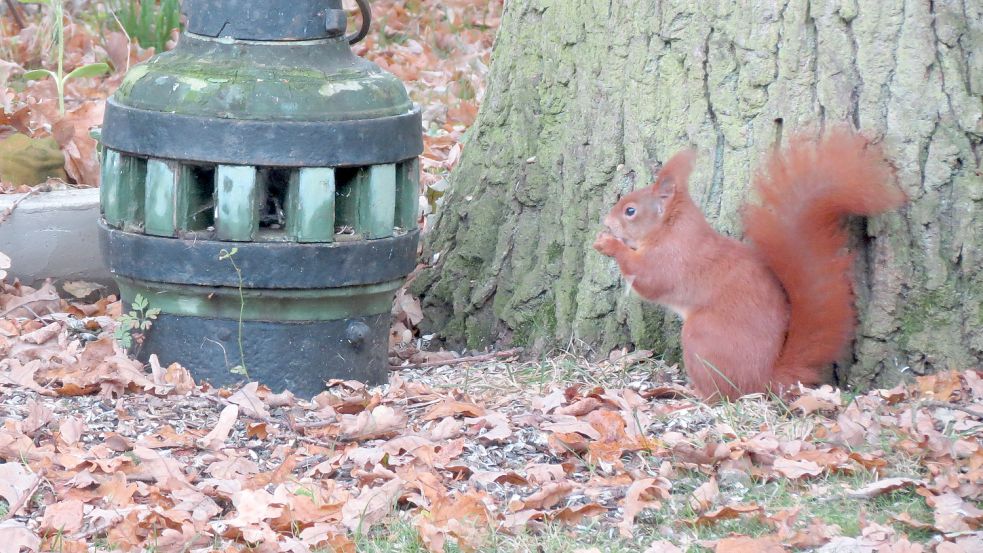 Die Eichhörnchen im Latüt-Garten lieben es, im Laub zu toben. Foto: Berends-Lüürßen