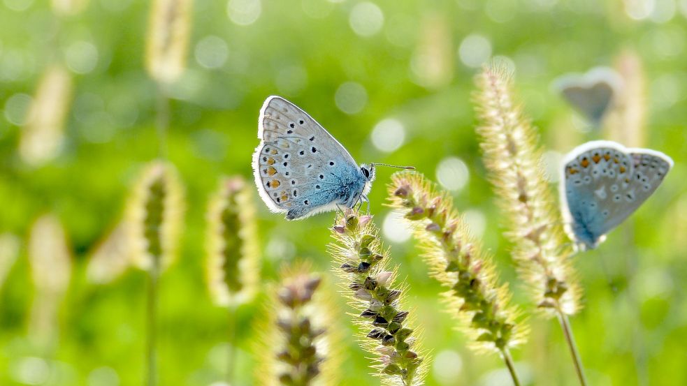 Umweltschutz ist angesichts des weltweiten Klimawandels eine dringliche Aufgabe für alle. Die Gemeinde Barßel plant deshalb die Einstellung eines Umweltschutzbeauftragten. Foto: Pixabay