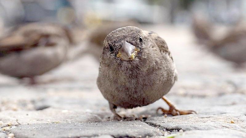 Die Pariser Spatzenkolonien sollen wieder wachsen. Foto: Paul Zinken/dpa-Zentralbild/dpa