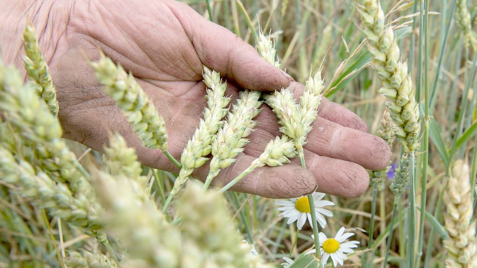 Ein Öko-Weizenfeld in Baden-Württemberg: Geht es nach der angehenden Ampel-Koalition soll bald auf 30 Prozent der landwirtschaftlichen Fläche in Deutschland Bio-Landwirtschaft betrieben werden. Foto: Armin Weigel/dpa