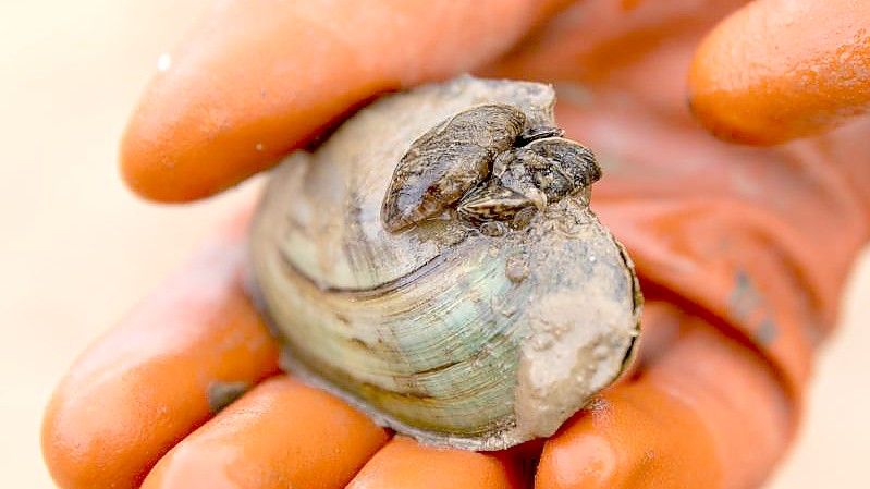 Die invasive Dreikantmuschel nimmt anderen heimischen Muschelarten im See den Lebensraum. Foto: Daniel Karmann/dpa